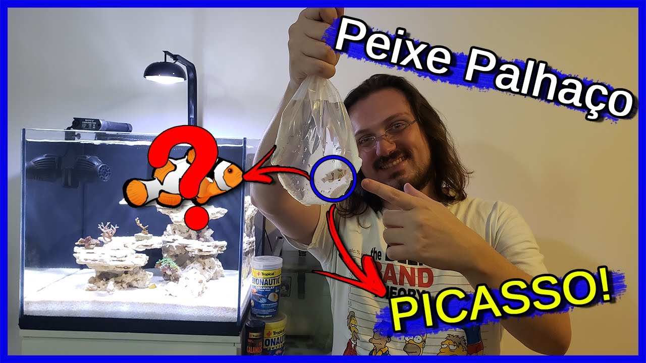 Coloquei um Peixe PALHAÇO Picasso no meu Aquário Marinho!