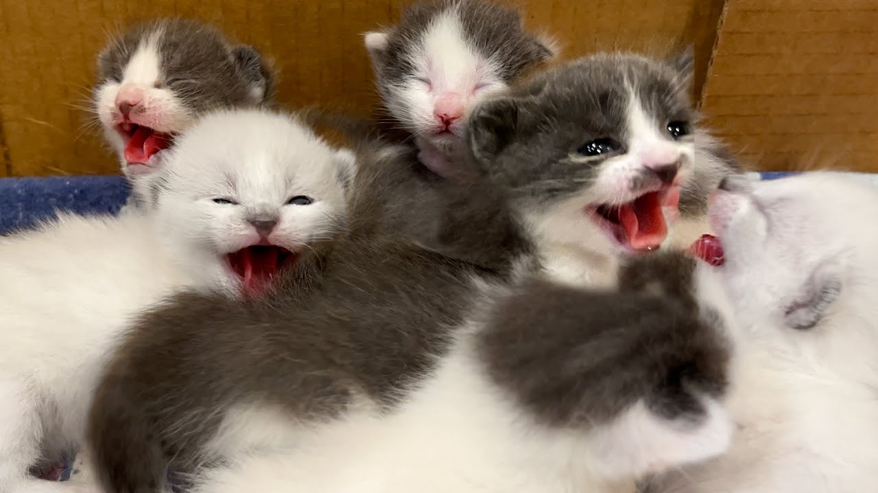 Rescue Kittens Get SCARED Seeing Humans For the First Time