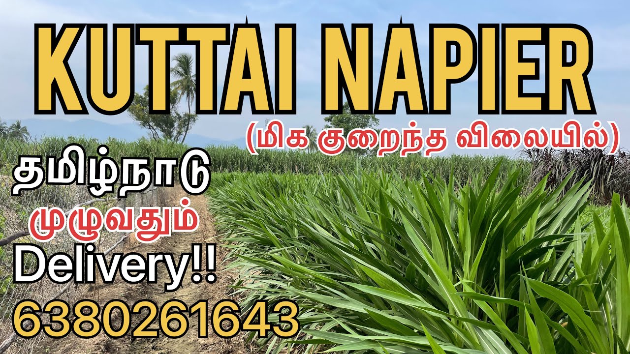 Kuttai Napier Sales  ||குட்டை நேப்பியர்||@ Low cost |Delivery All over Tamilnadu 6380261643
