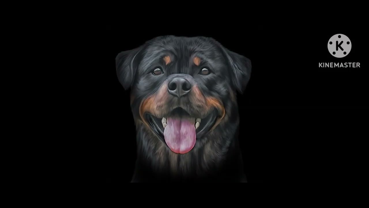 Rottweiler lover 💕🦴🐕#longviralvideo #rottweilerlovers #dog#thekasper