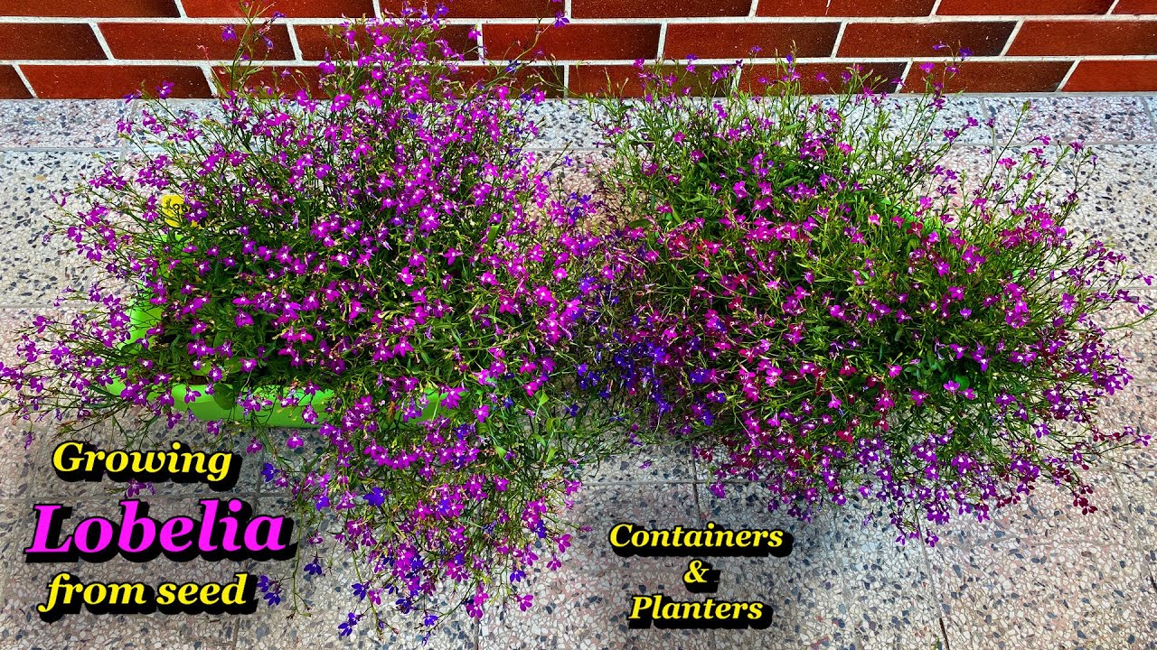 Growing Lobelia Flowers from Seed - Step by Step (Plus Harvesting Lobelia Seeds) in Containers