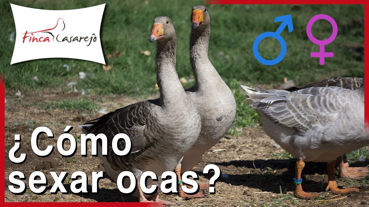 ¿Cómo diferenciar el sexo en OCAS o GANSOS? ♂♀