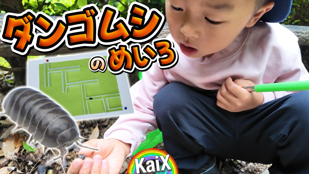 【ダンゴムシの迷路】子供に大人気のダンゴムシにはある秘密が！習性を見るために実験しよう♪