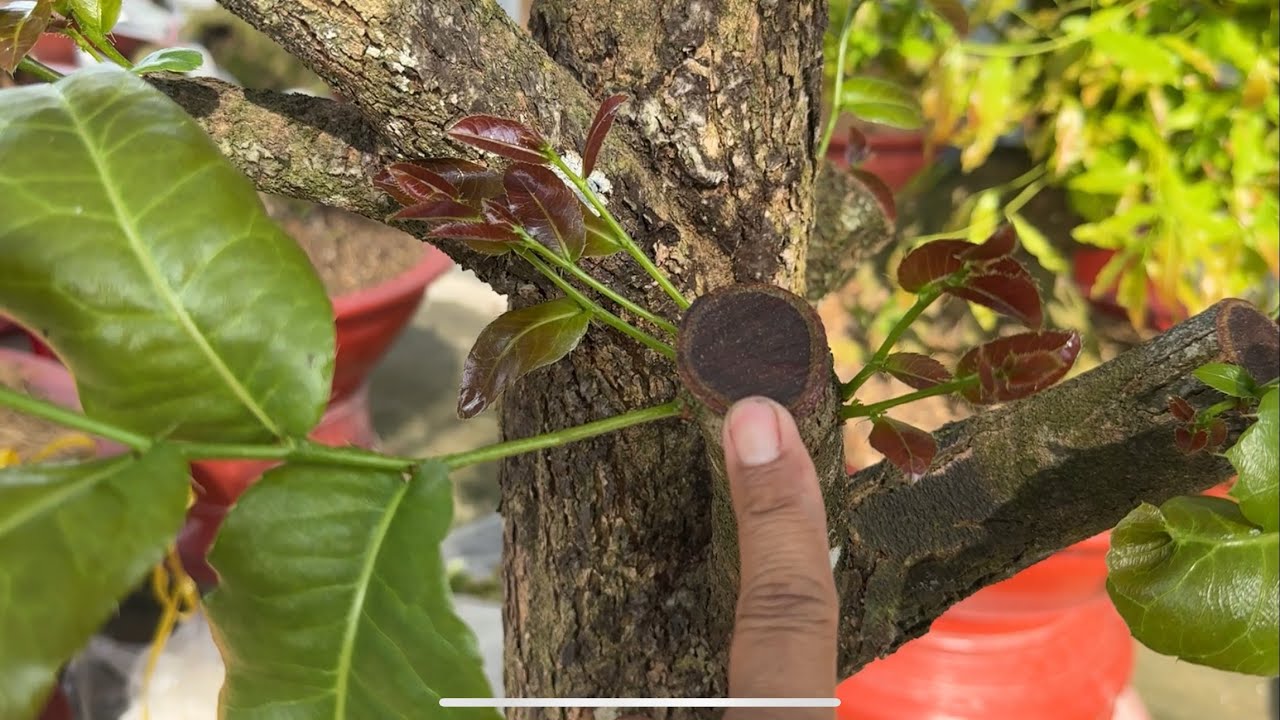 Phôi tứ qúy trồng bao lâu ghép hiệu qủa