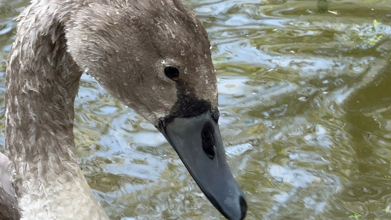 More Seeds & Foraging. Swan Family (John & Alexa) & The 3 Month Old Cygnets! 7 July, 2025. 