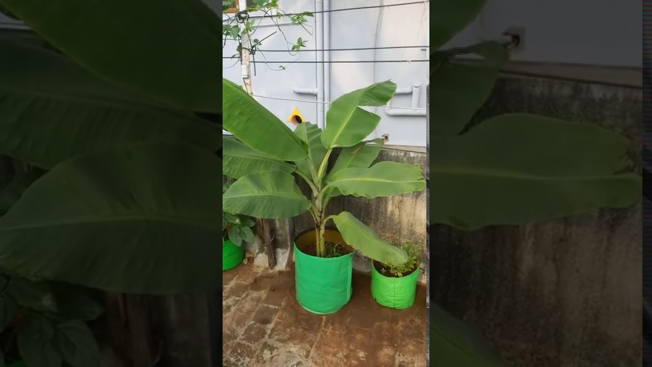 Growing Banana trees in the Terrace Garden / Home Gardening / Terrace Gardening Ideas