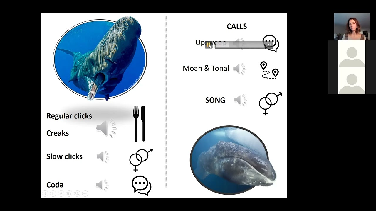 Acoustic Ecology: Studying Cetaceans Using Passive Acoustic Monitoring