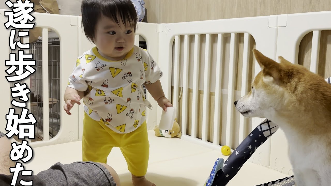 独りで上手く歩けなかった１歳児の歩くきっかけは大好きな柴犬でした