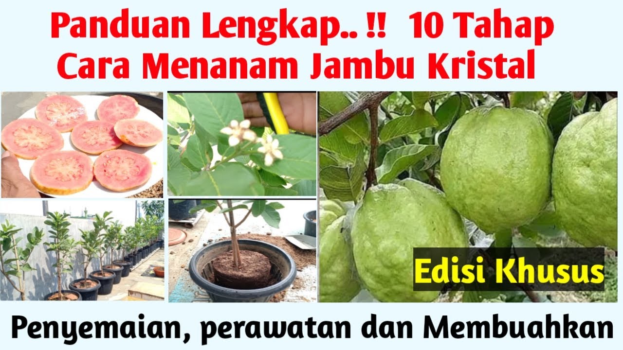 Panduan Lengkap..!! Cara Menanam Jambu Kristal Dalam Pot Agar Cepat Berbuah