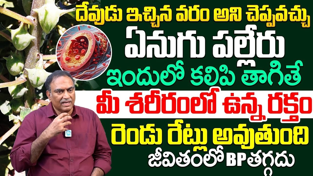 ఏనుగు పల్లేరు ఇందులో కలిపి తాగితే మీ శరీరంలో ఉన్న రక్తం రెండు రేట్లు అవుతుంది | iDream Health Talks