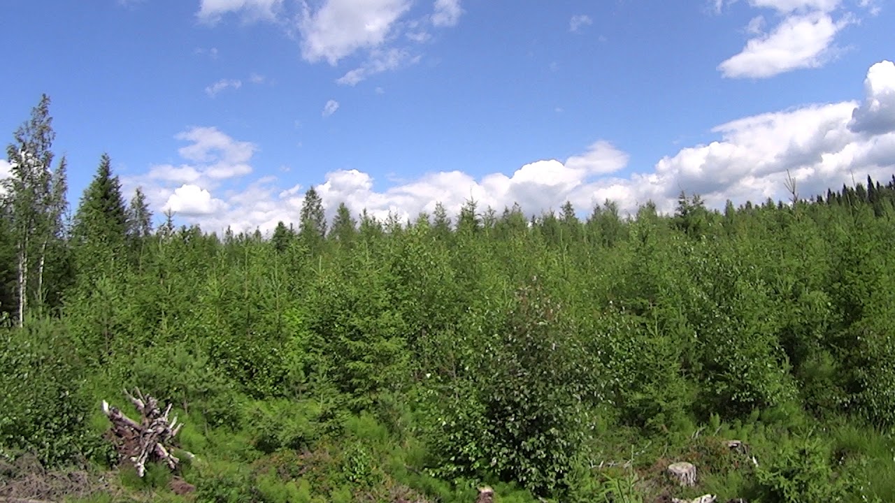 Metsolan Metsäkoulu 58, Taimikonhoito