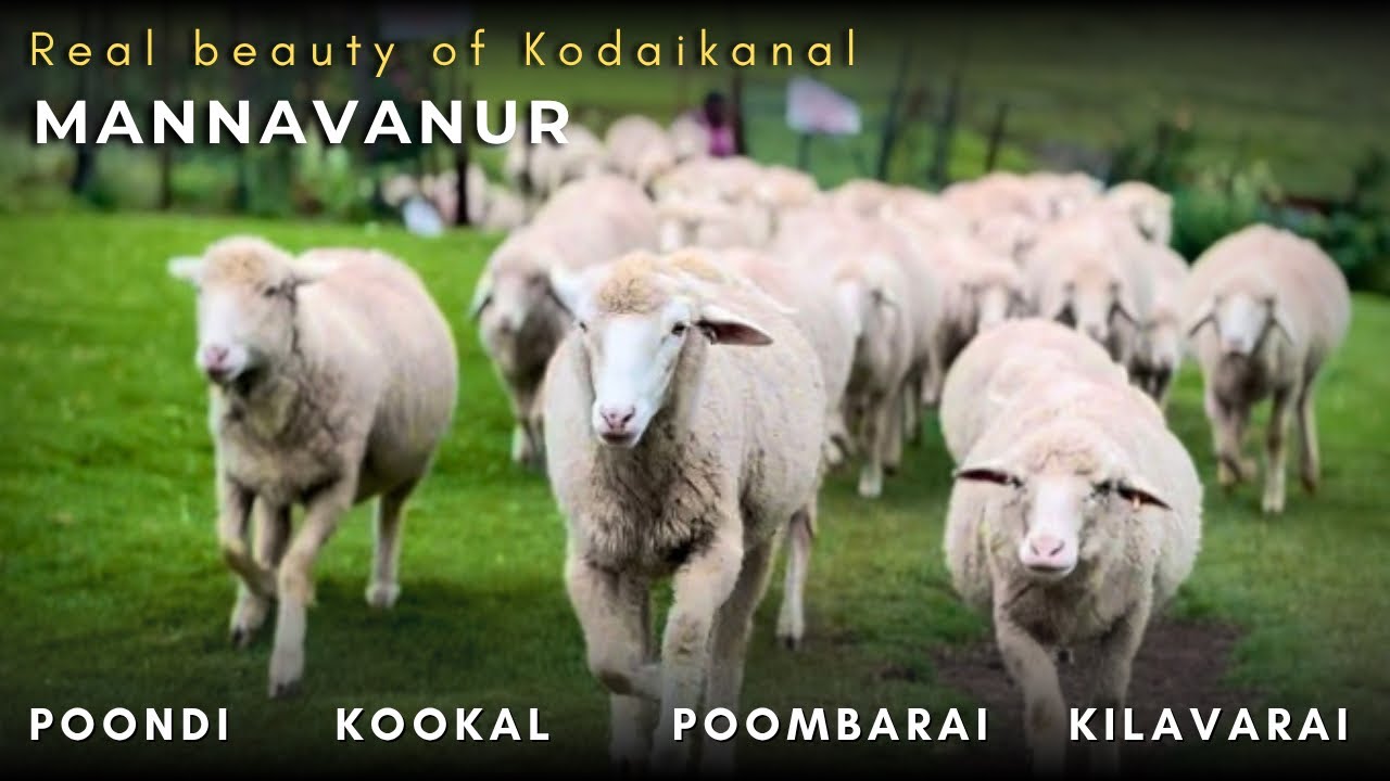 Poondi | Mannavanur | Kookal | Poombarai | Kilavarai | Villages Beyond Kodaikanal 