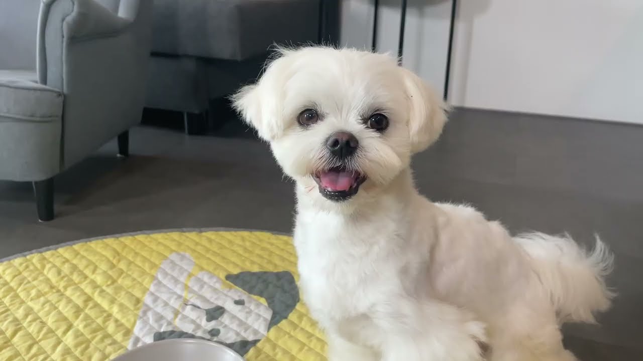 My Maltese Puppy has ADHD 😅