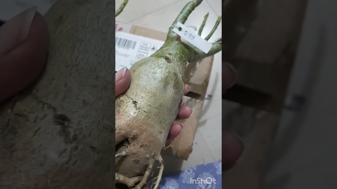 1 of the best adenium plants shopping 🧿🧿👌👌😊