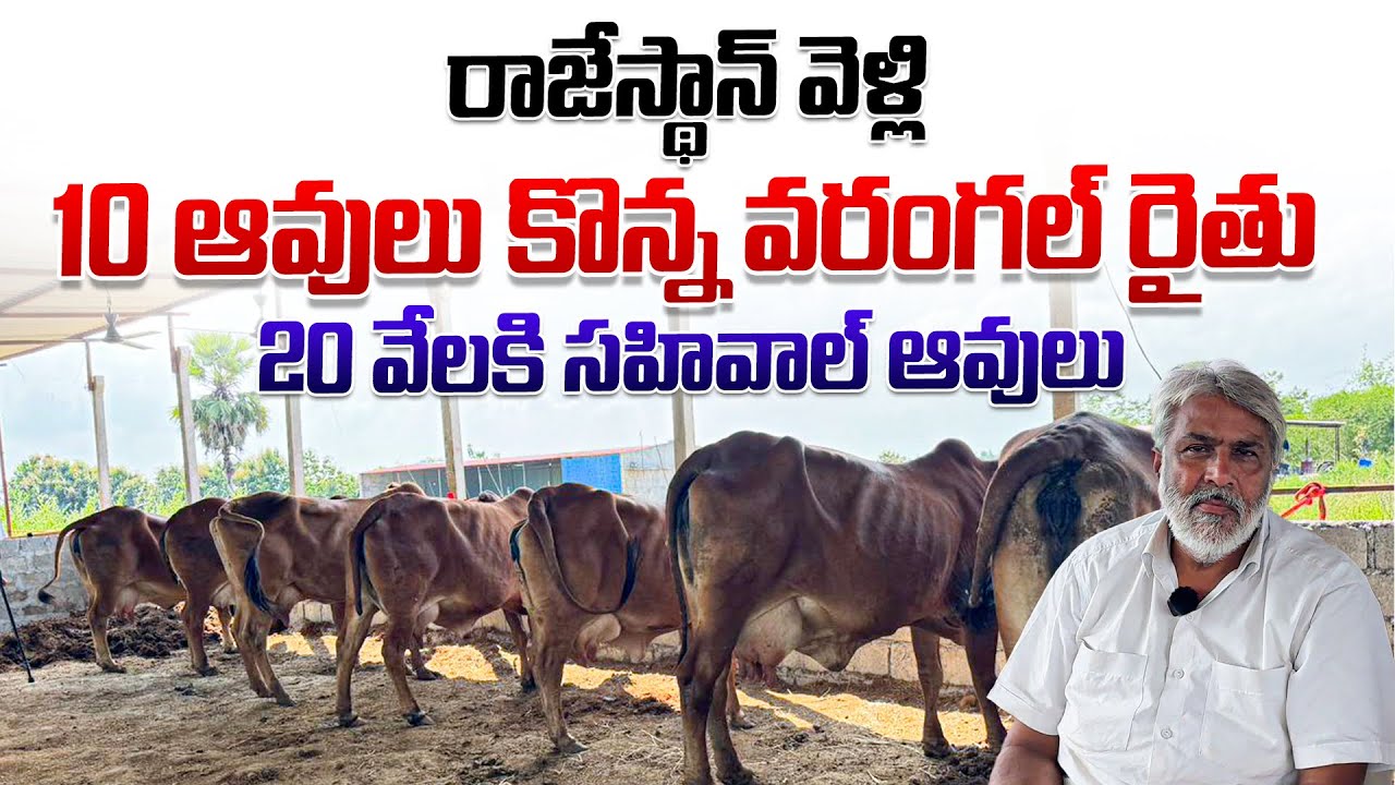 20 వేలకి సహివాల్ ఆవులు, 10 ఆవులు కొన్న వరంగల్ రైతు || Reasonable Price Sahiwal Cows 