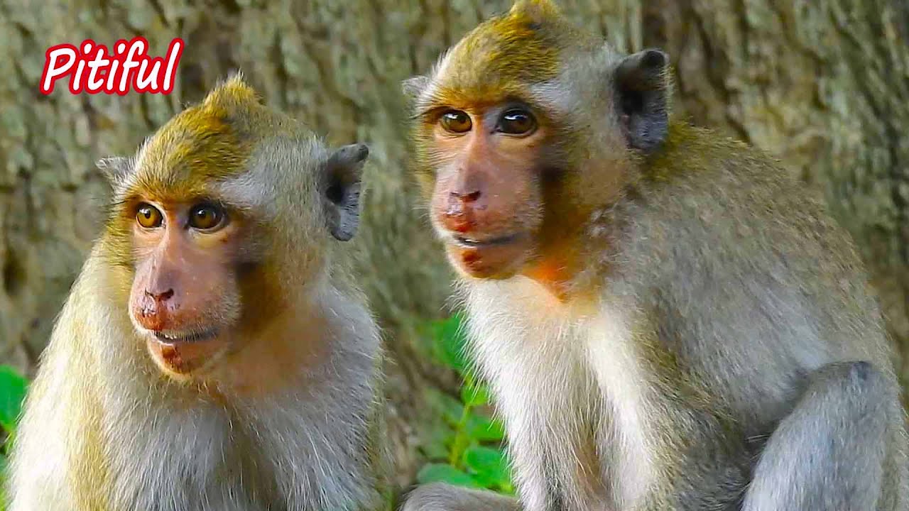 Billion sad, trillion pity when see little monkey very painful and tired with hard walking | NW