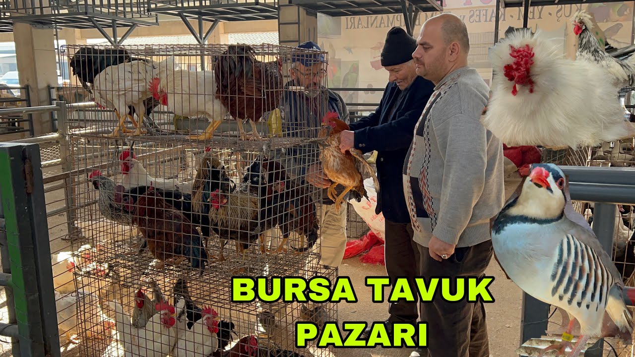 BURSA TAVUK PAZARI  KAZ ÖRDEK HİNDİ KEKLİK BILDIRCIN VS
