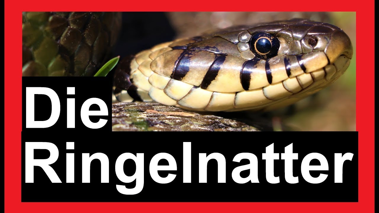 Schlangen in Deutschland | Die Ringelnatter | Reptilien und Amphibien Folge 1