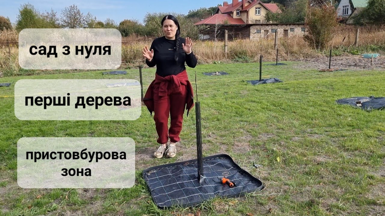 Перші дерева фруктового саду. Саджаємо ягідник. Пристовбурова зона дерев.