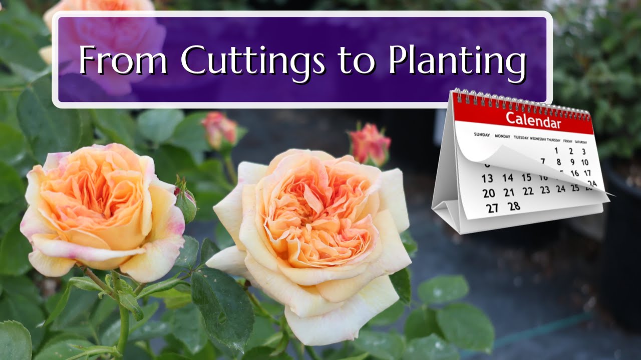 How to Grow Roses from Cuttings – Full Timeline