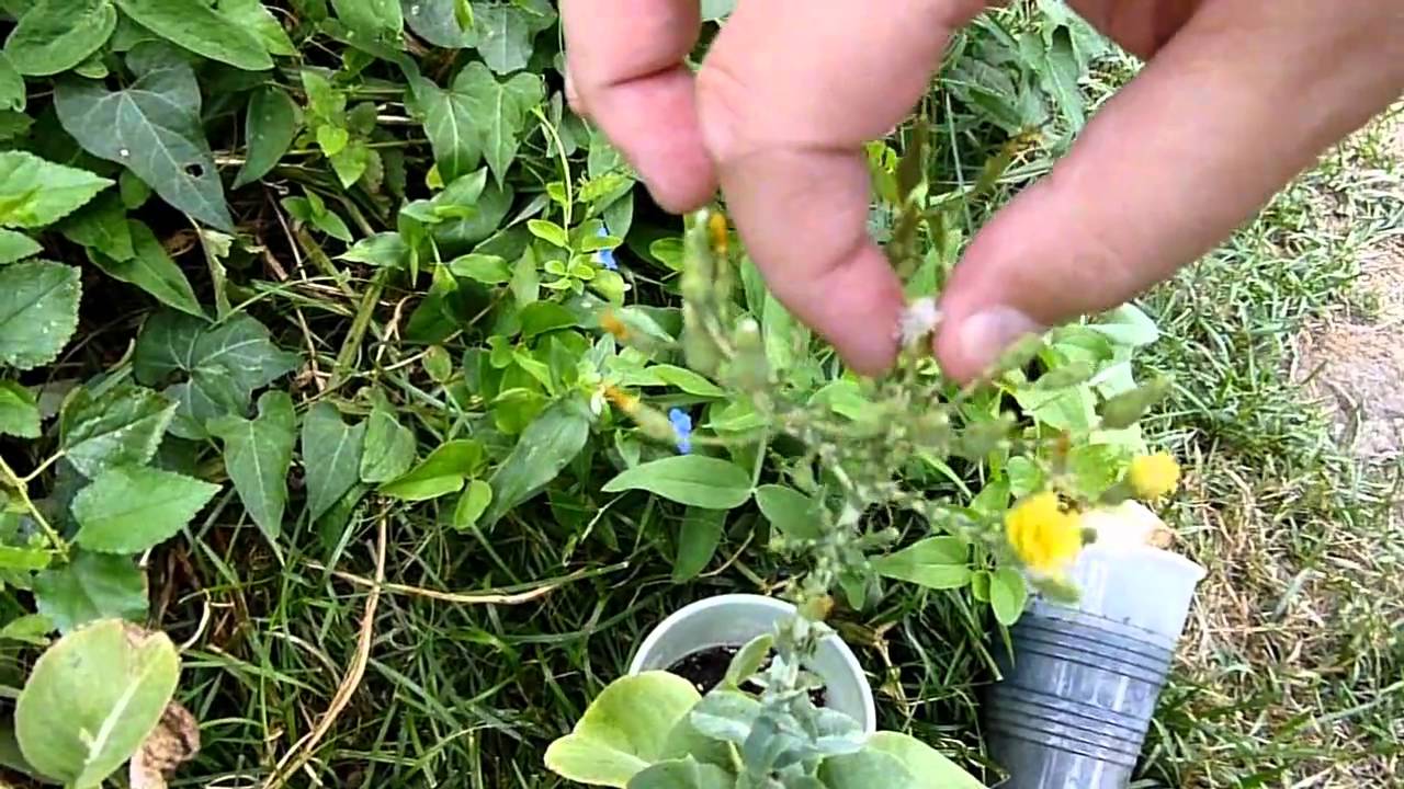 How to Harvest - Lettuce Seed