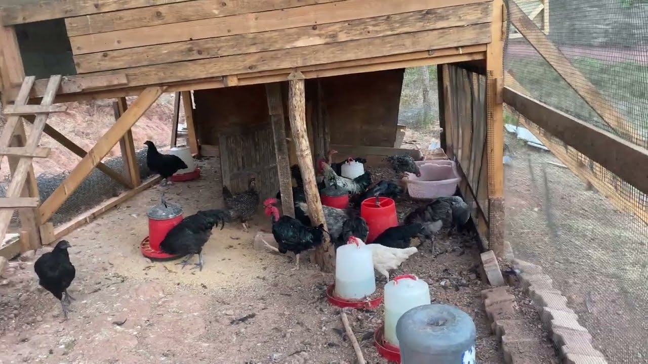 Australorp civcivlerimiz yarka oldu #tavuk #chicken #köy #kamp #güvercin #animals #doğa #pigeon 