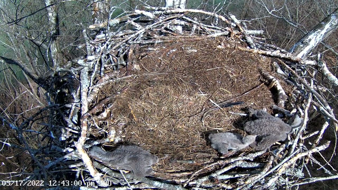 20220317 老三處境艱難 Dale Hollow Eagle Cam 白頭海鵰