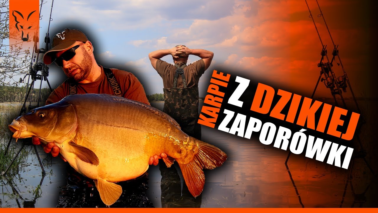 KARPIE Z DZIKIEJ ZAPORÓWKI