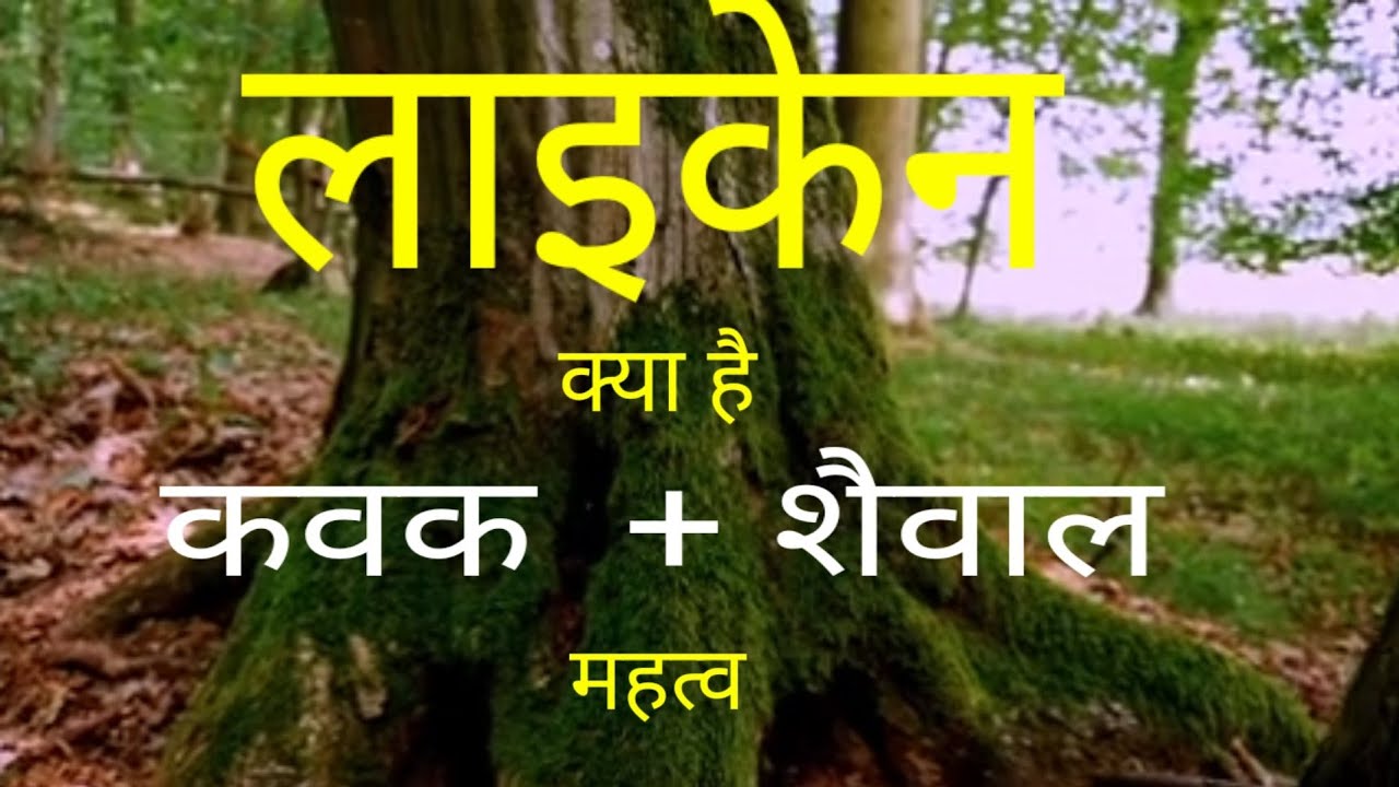 Lichens Meaning in Hindi! what is lichen? लाइकेन =कवक+शैवाल biology| lichen का आर्थिक महत्व