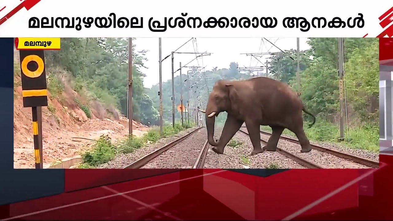 പി.ടി അഞ്ചാമനും പതിനാറാമനും; മലമ്പുഴയിലെ 'അരിക്കൊമ്പൻമാർ' | Malampuzha |