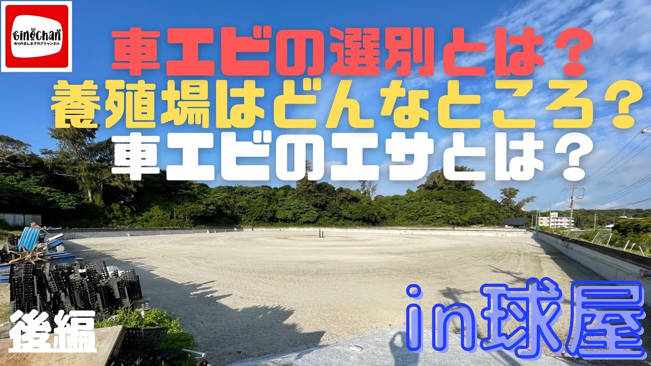 【車エビ養殖場】エサは何を食べているの？〜後編〜