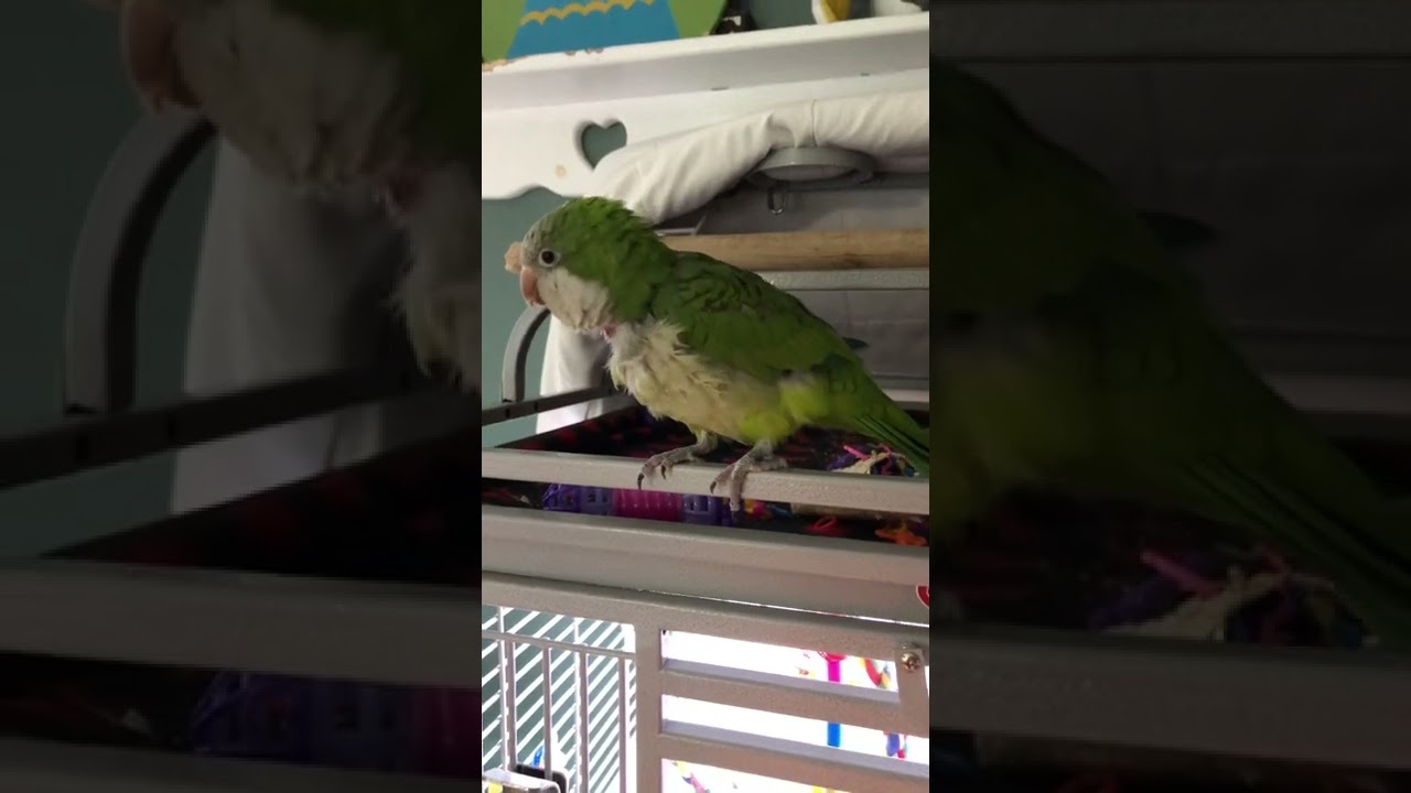 The Benny Man Quaker Parrot