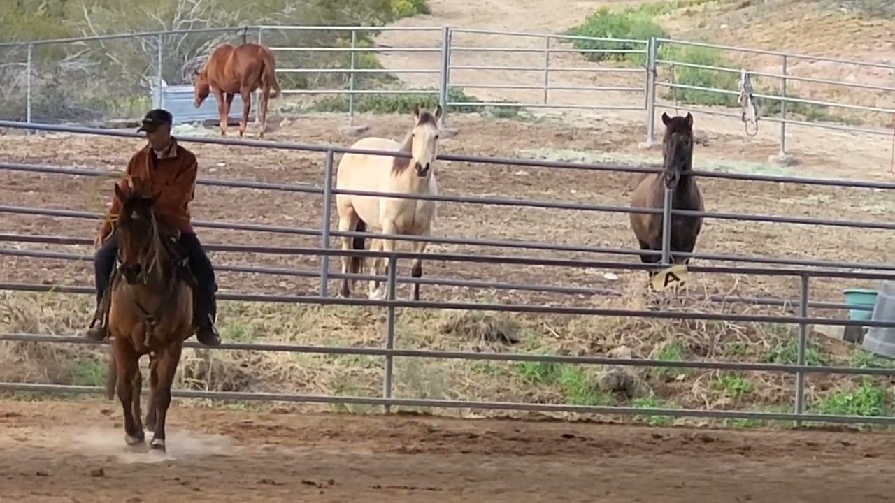 Training and lessons in Arizona 