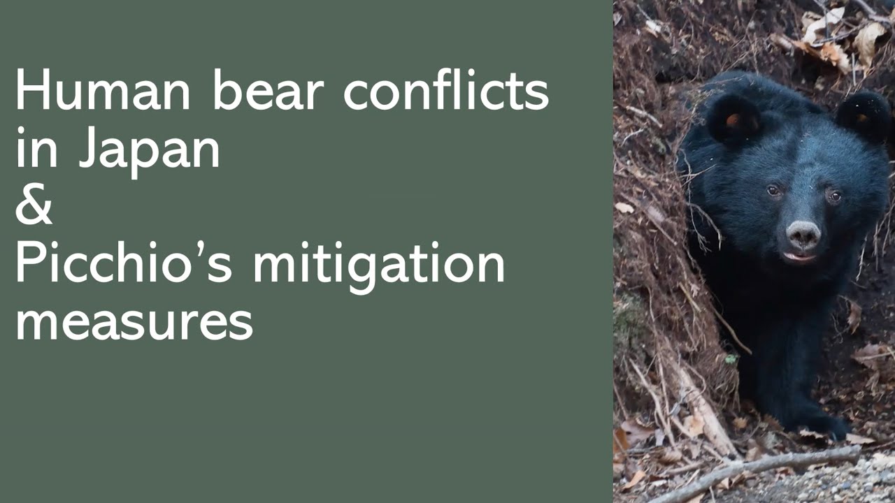 IBA Management Committee Webinar #9 - Human-Bear Conflicts in Japan & Picchio's Mitigation Measures
