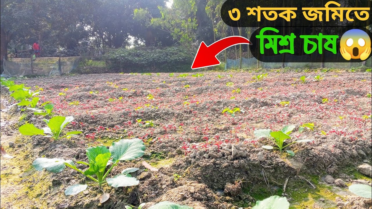 ৯ প্রকারের সবজি চাষ ২ কাঠা জমিতে 😱 #farmingideas #agriculture #farming | Sohag Kakku