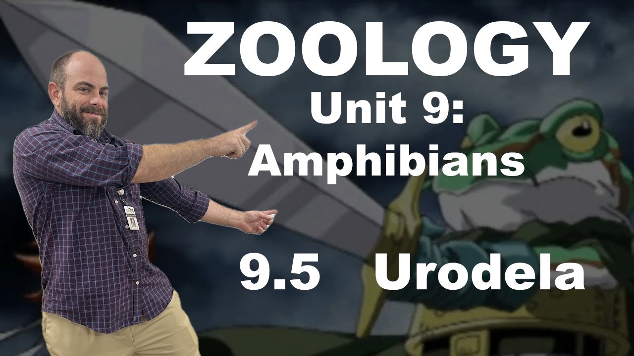 Zoology 9.5   Urodela