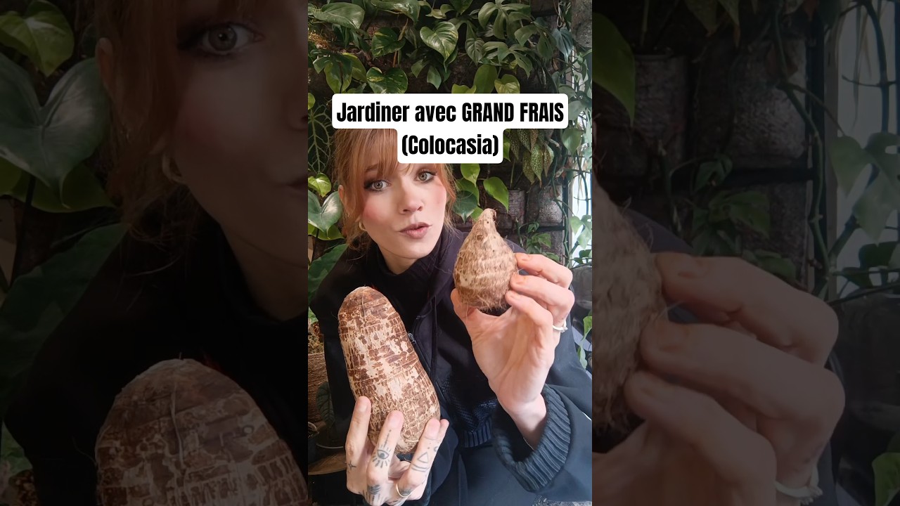 Growing Taro and Eddo plants, colocasias, without breaking the bank! #plant #garden #tutorial