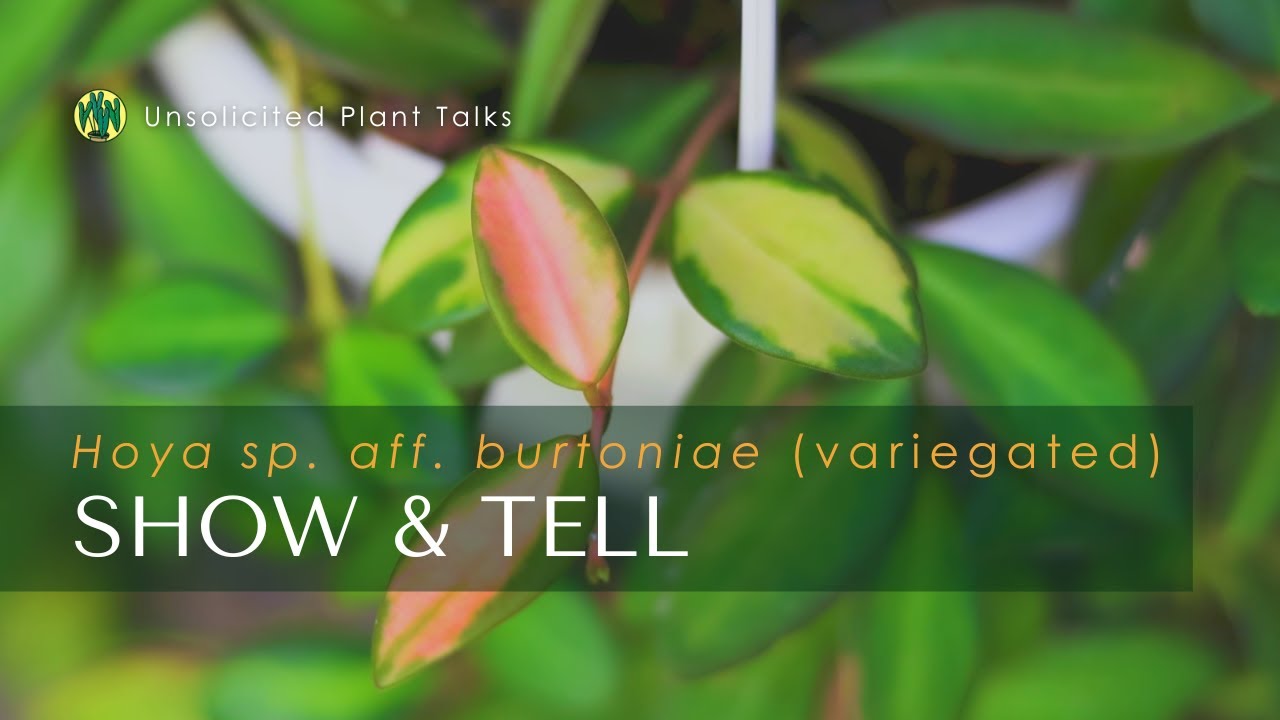 Поговорим о цвете! Хойя (Hoya sp. aff. burtoniae) (пёстрая) Уход и выращивание | Покажи и расскажи