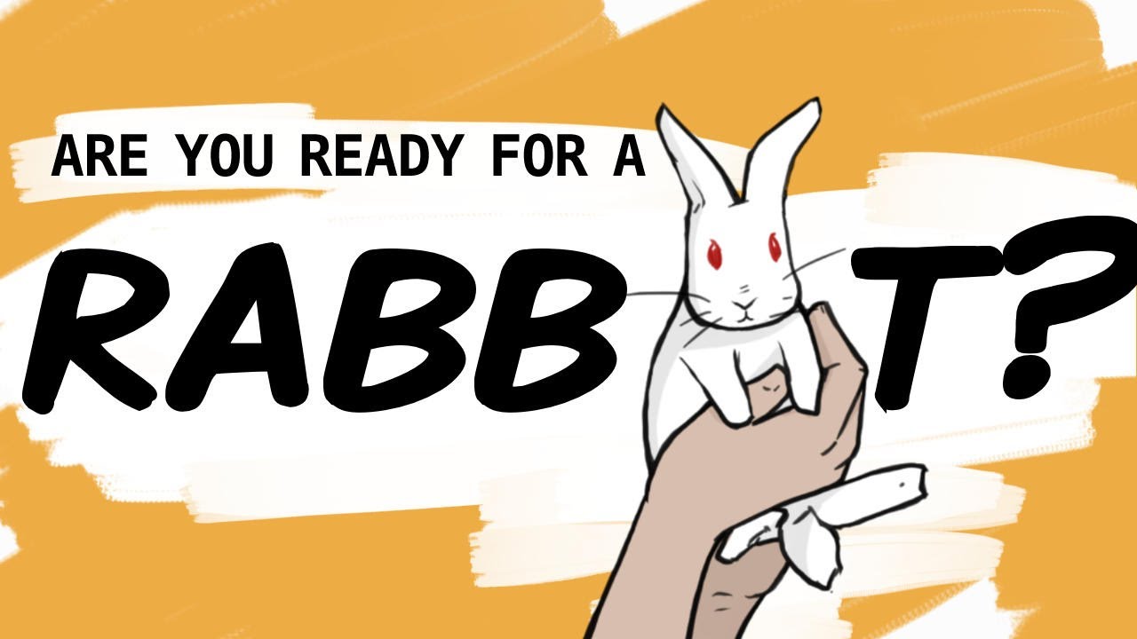 What you Need to Prepare For Bringing a New Bunny Home