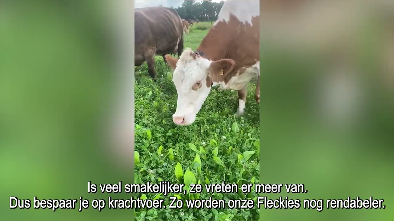 Grazende koeien