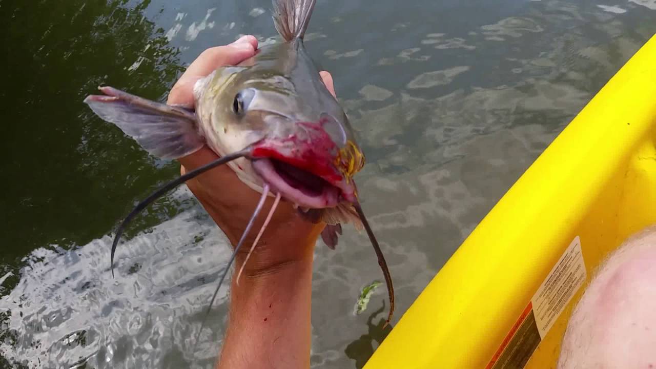 Clumsy Catfish Squarebill.