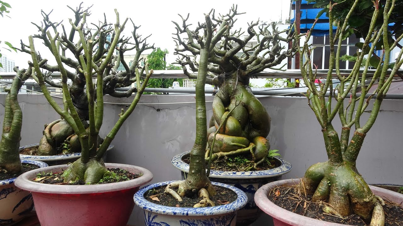 CÁCH K.ÍCH HOA SỨ RA HOA ĐỒNG LOẠT CHƠI TẾT 2023 VƯỜN THU BONSAI .