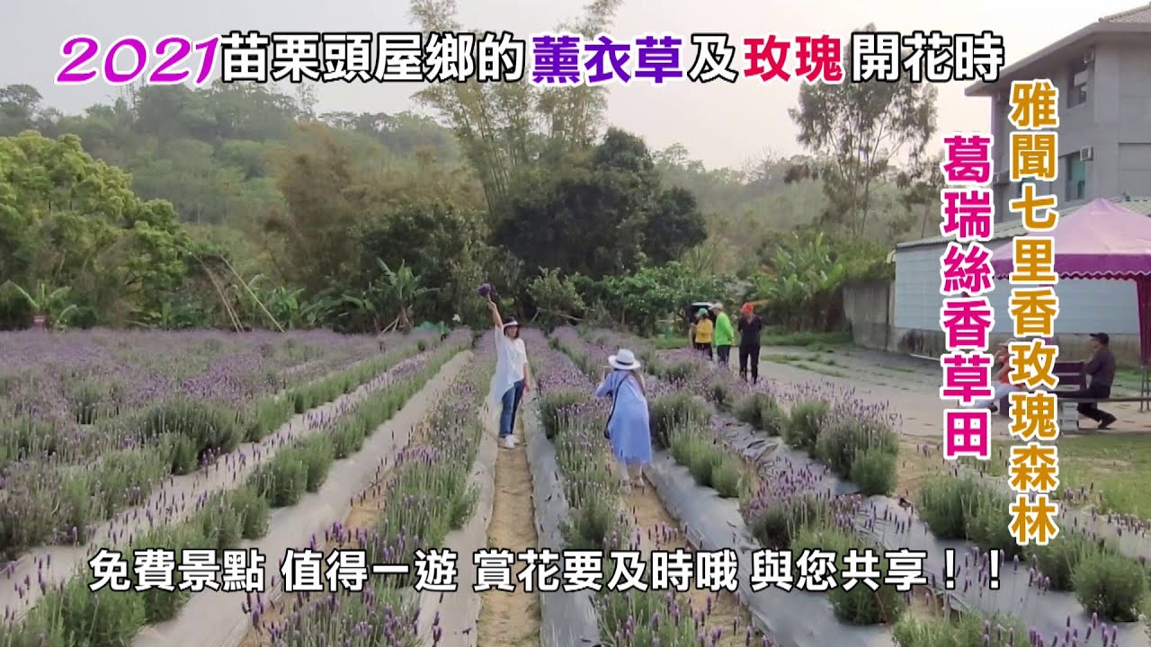 2021頭屋葛瑞絲香草田薰衣草花季 雅聞七里香玫瑰森林玫瑰花季 免費景點 值得一遊 賞花要及時哦…與您共享！