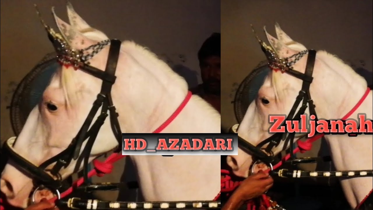 Zuljanah Baramdagi 25 Muhrram | Baramdagi Toboot Imam Sajjad a.s | Zuljana 25 محرم | Zuljanh Jaloos