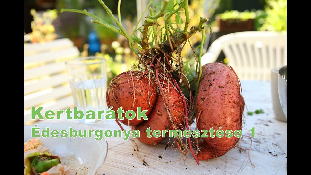 Kertbarátok - Édesburgonya termesztése 1. Szaporítás, ültetés