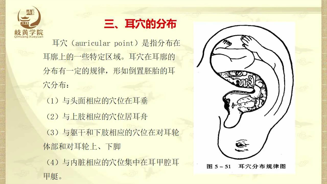 #魏建文 18 第十八讲 耳针疗法的功能主治和操作规范#健康# #养生#醫學 #中醫 #中醫藥 #倪海夏 #針灸大成 #针灸