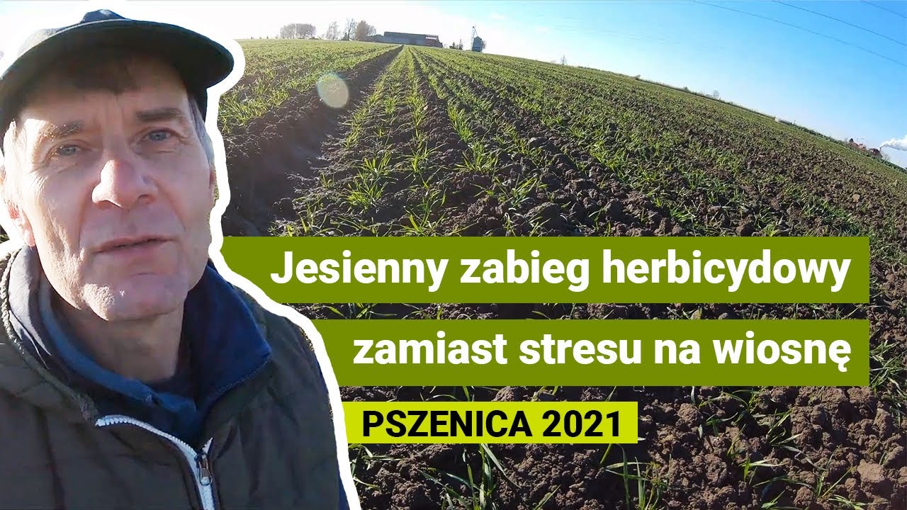 Jesienne zabiegi herbicydowe w pszenicy przeciw miotle zbożowej | listopad 2021 | PSZENICA 2021