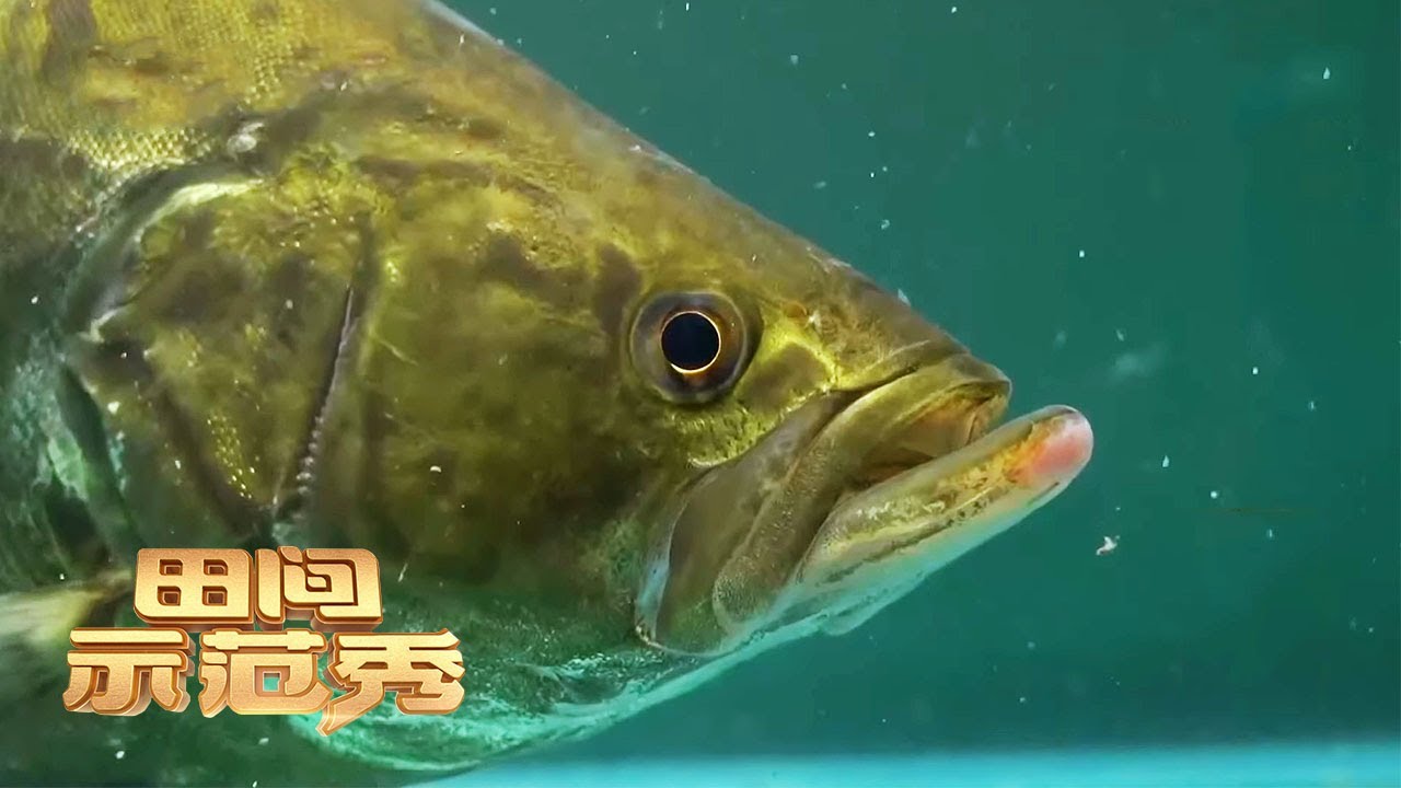 鳜鱼越养越少怎么回事？乡土专家：饵料鱼太大，鳜鱼互相残杀丨「田间示范秀」20211020