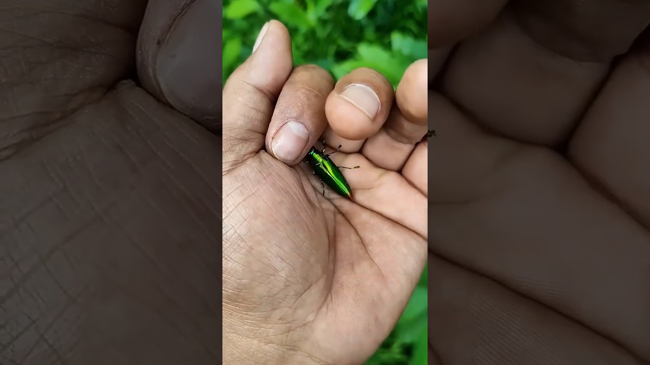 It is the Smaller shiny jewel beetle part 😂 #beautifulinsects #nature #shorts
