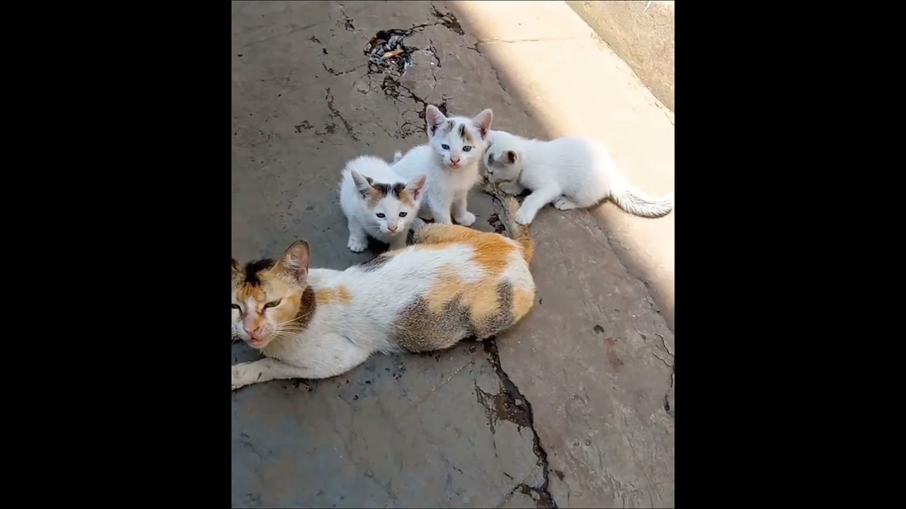 Dhoom: kartik baba#pyara billi ka baccha khel raha hai/cute baby cats watching#shorts# viral shorts#